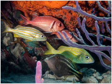 The reefs of Bonaire show a high concentration of fish species.