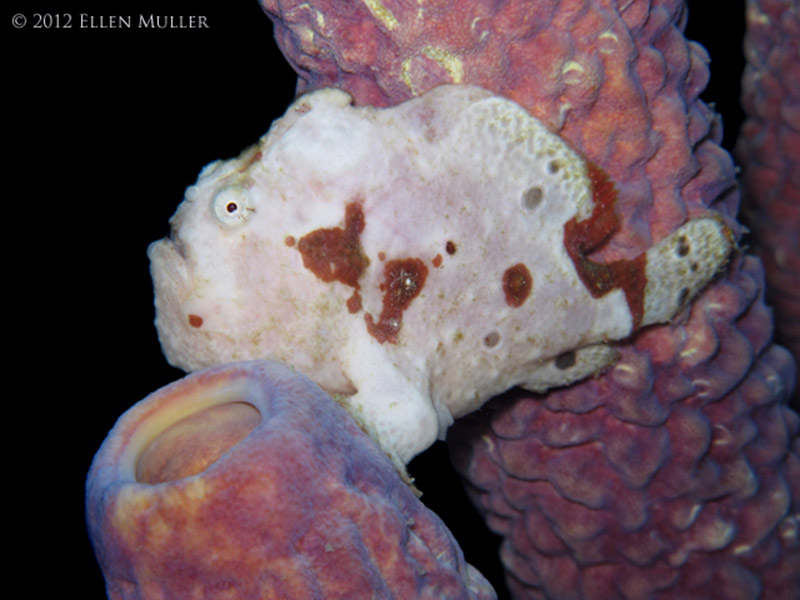 A frogfish sits and waits for its dinner to swim by.