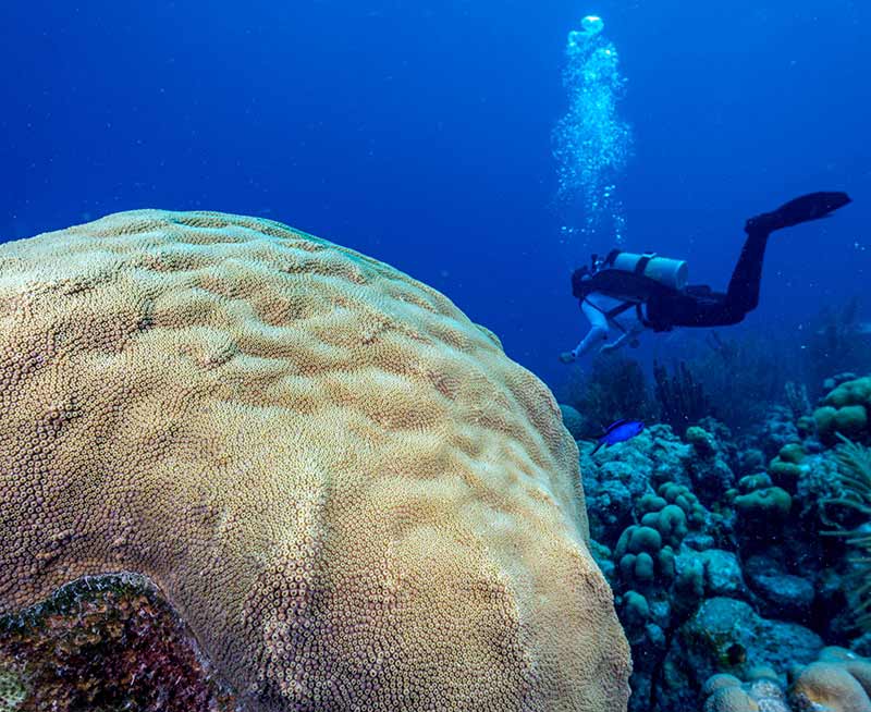 Reef Renewal Bonaire to begin propagating boulder corals.