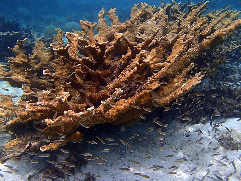 Magnificent Elkhorn corals on Bonaire.