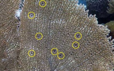 New Marine Species (Biodiversity) Discoveries on Bonaire