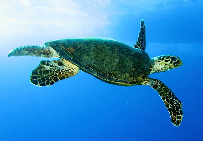 STCB (Sea Turtle Conservation Bonaire): A Year in Review - InfoBonaire
