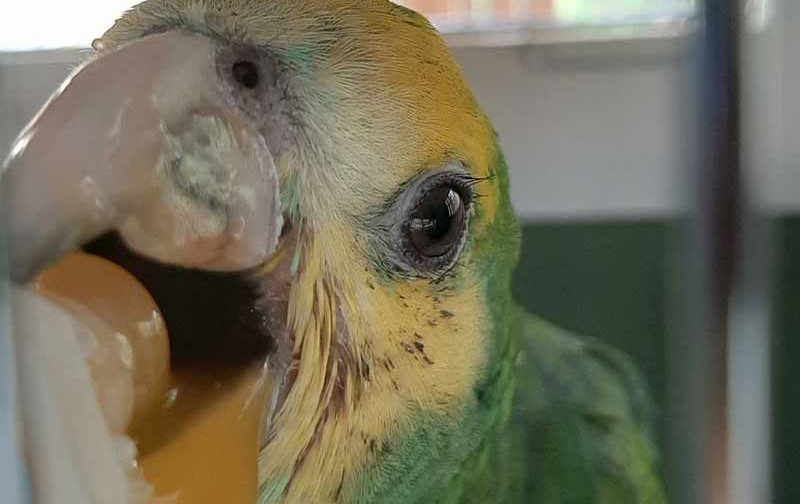 A young poached parrot chick, saved and brought to Echo Foundation, is fed.