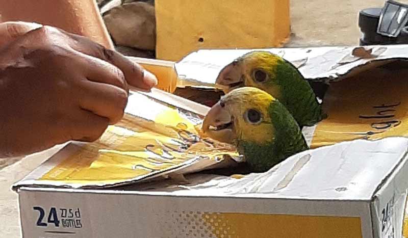 Two Bonaire poached parrots are saved.