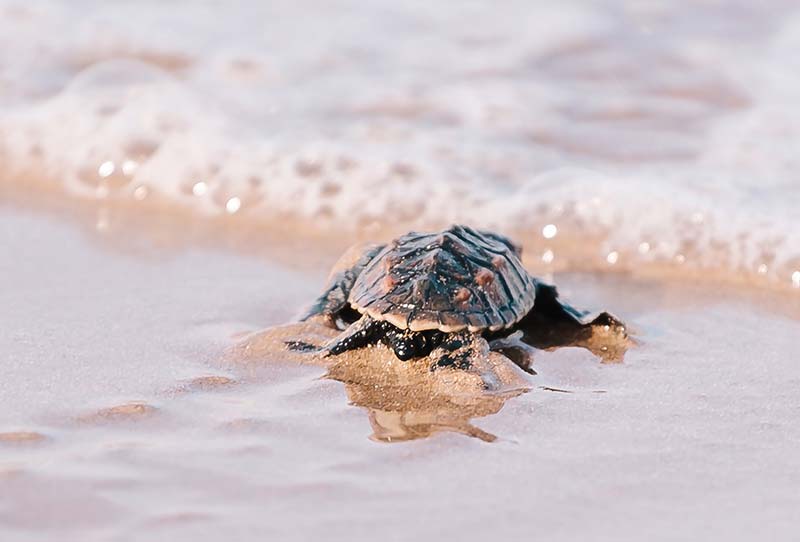 A sea turtle hatchling making its way to the sea.