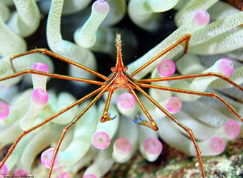 An Arrowcrab at Something Special on Bonaire