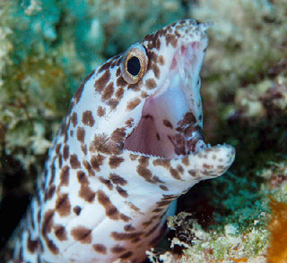 Spotted moray eel with an open mouth on Bonaire