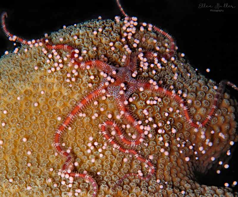Brittle Star and coral spawning, image by Ellen Muller.