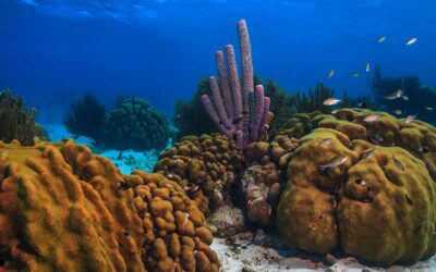 Keeping Bonaire Free of Stony Coral Disease