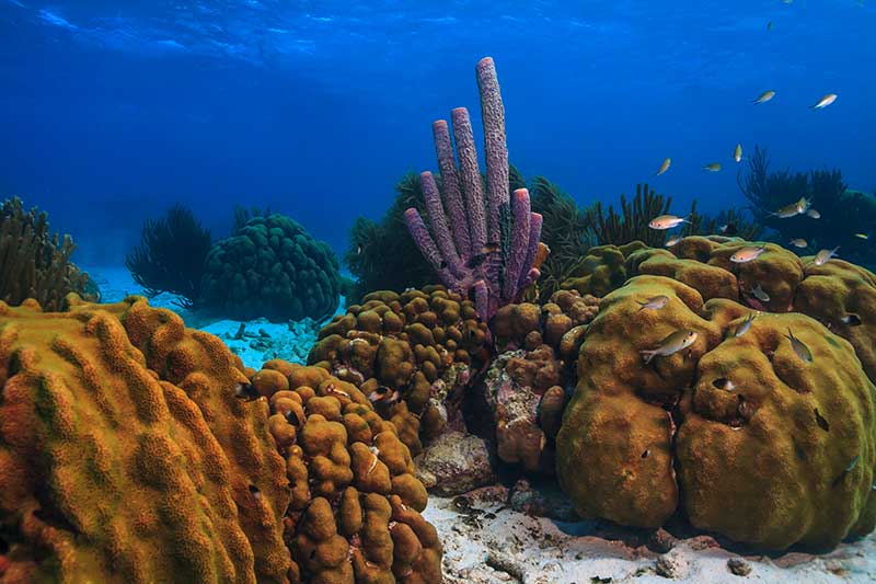 One of Bonaire's coral reefs.