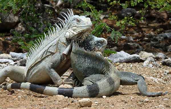 Iguanas cavort at Washington Park's Playa Funchi