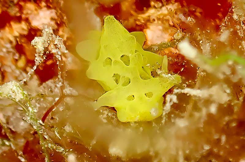 The rare nudibranch, Aegires sublaevis, the first Caribbean record found on the Bonaire dive site, Cliff.