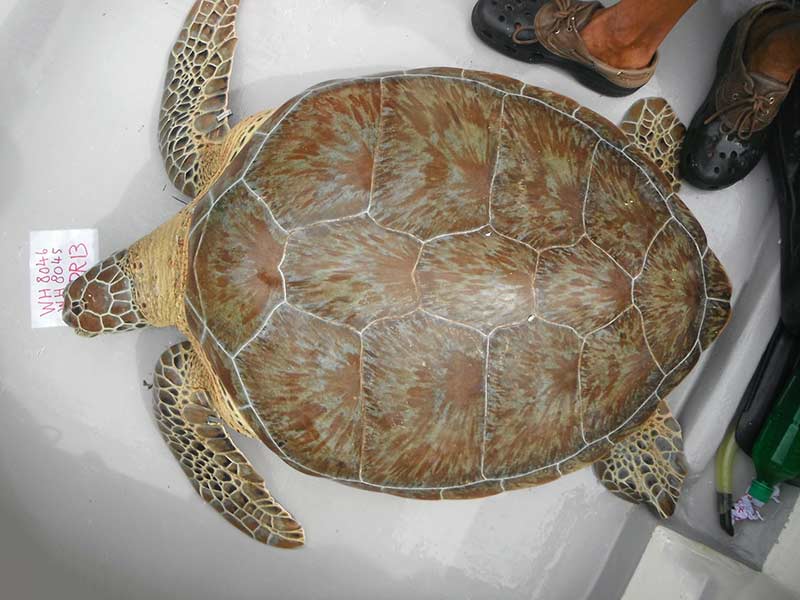 A Green Sea Turtle tagged in Bonaire in 2013.