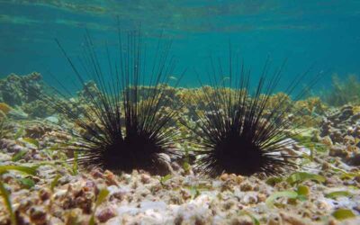 Long-Spined Sea Urchins are in Trouble