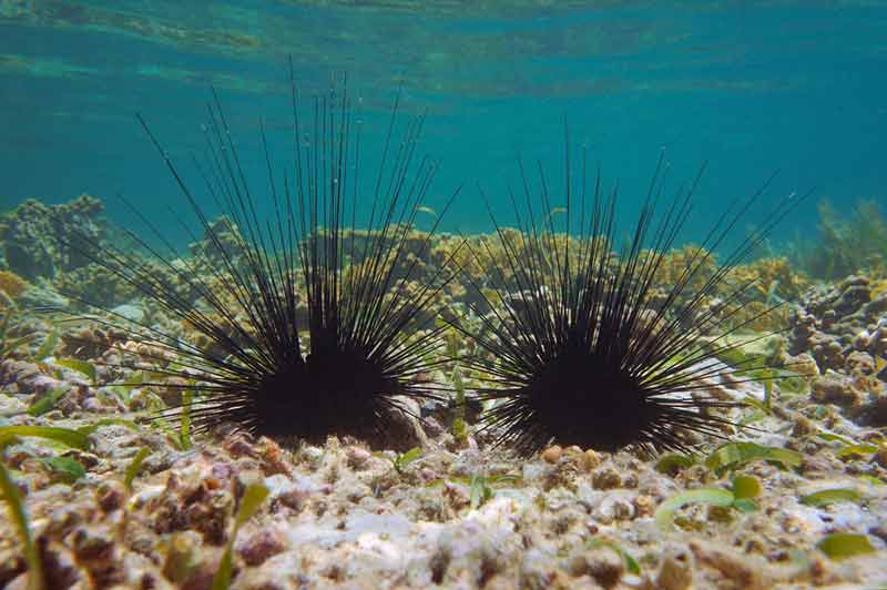 Long-Spined Sea Urchins
