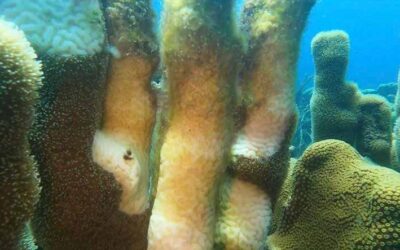 Video on Stony Coral Disease, Nicknamed Skittle-D