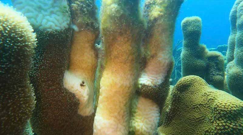 Coral Disease found on Bonaire.