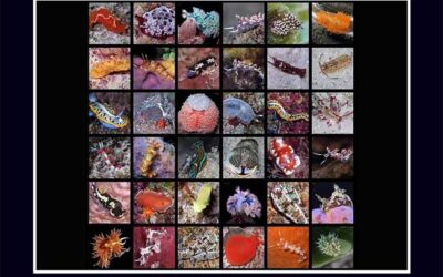 Ellen Muller’s 2026 Bonaire Underwater Calendar is Now Available!