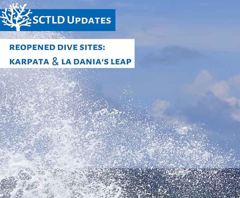 SCTLD update reopens dive sites