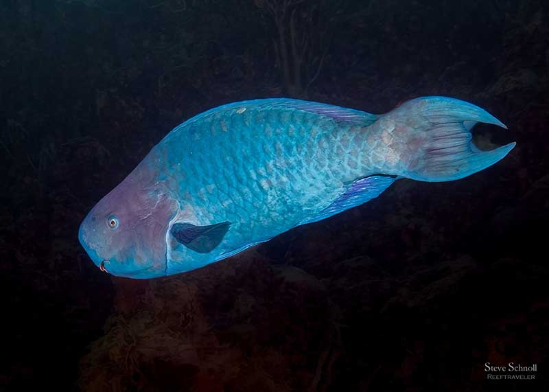 Blue Parrotfish by Steve Schnoll