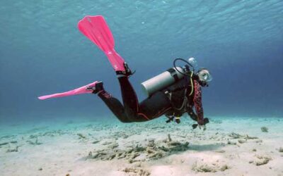 Bonaire’s Corals: Bleaching Alert Level 2