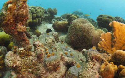 Outplanting a Boulder, More Resilient Reef