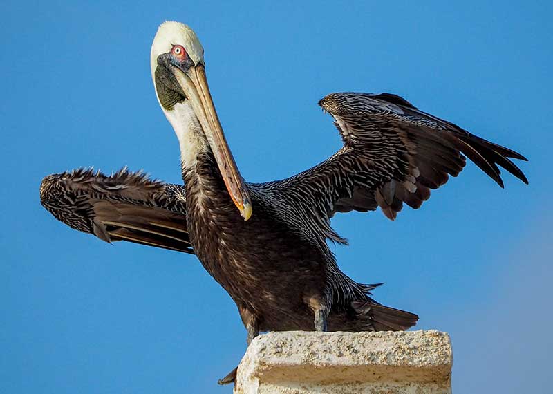 A Brown Pelican drying its wings in the southern part of Bonaire. Photographer Tanya Deen