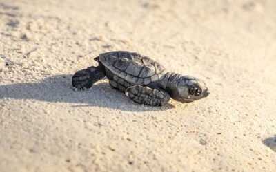 The 2022 Sea Turtle Nesting Season has Ended