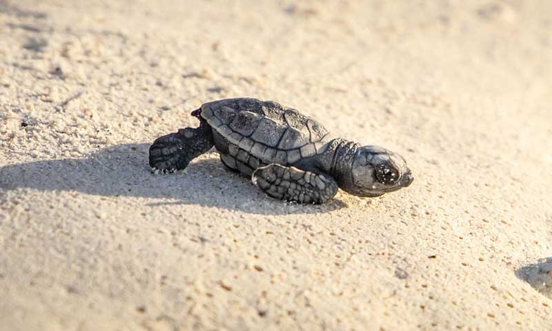 Turtle hatchling by Meredith Schnoll.