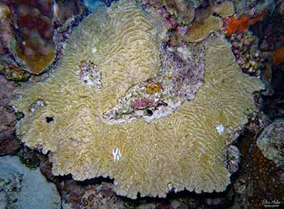 Ellen Muller recorded a meter-wide Maze coral with two tiny spots of coral disease (the size of a quarter) on April 6, 2023.