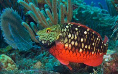 Parrotfish are Important Coral Reef Keepers 