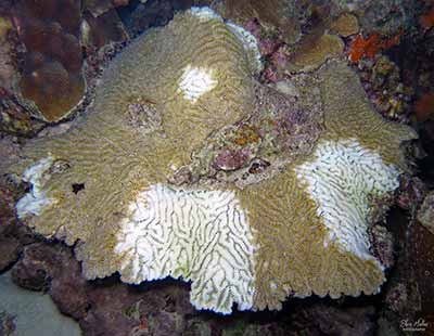 Ellen Muller recorded a meter-wide Maze coral with two spots of coral disease (the size of softballs) on April 17, 2023.
