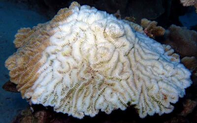 Coral Disease Outbreak: Urgent Call for Help