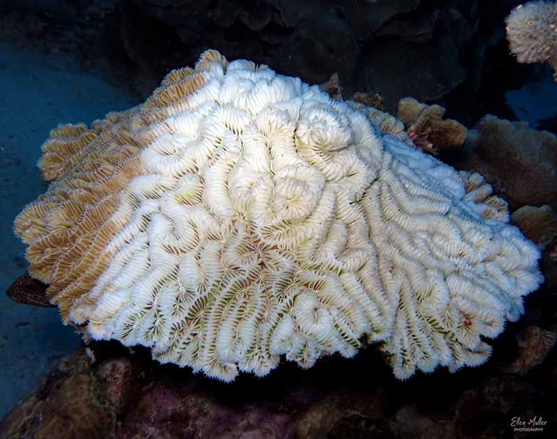 Maze Coral - Coral Disease captured by Ellen Muller on April 6, 2023
