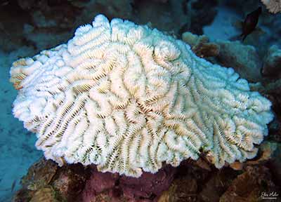 Coral disease April 12th