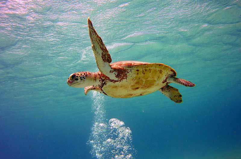 Sea Turtle on Bonaire_Photo by Tanya Deen