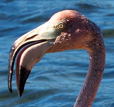 An close up of a flamingo on Bonaire.