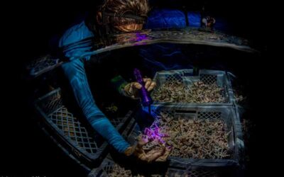 Reef Renewal Foundation Bonaire Strengthens Coral Resilience
