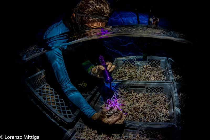 Francesca Virdis assesses coral settlement on larval substrates in RRFB’s floating larvae nursery. Credit: Lorenzo Mittiga