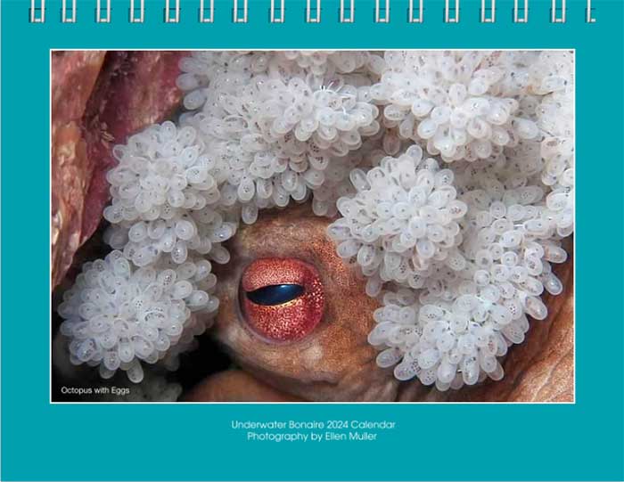 Ellen Muller's Underwater Bonaire 2024 Calendar
