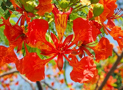 A single blossom of Bonaire's Flamboyan Tree
