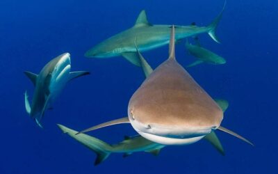 Silent Reef Keepers: The Fight to Save Caribbean Reef Sharks