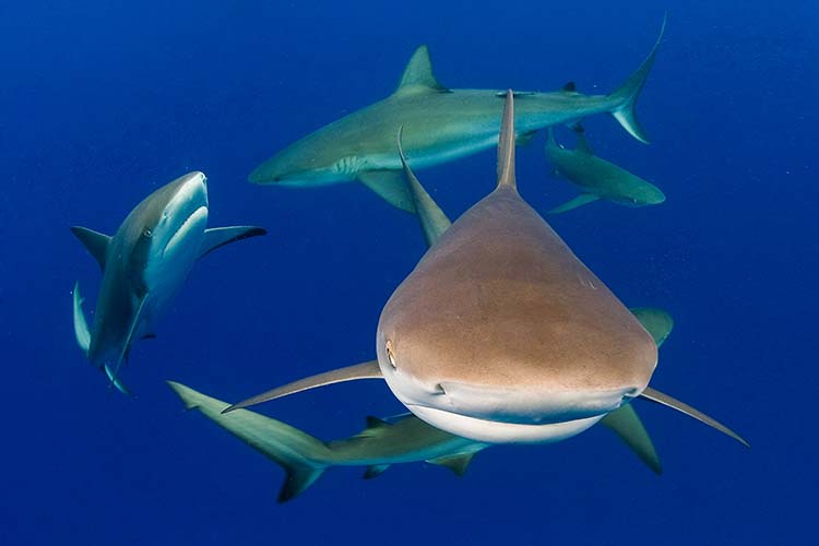 Caribbean Reef Sharks - Photo by Jim Abernethy