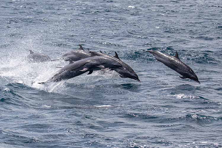 Meet Yarari: The Caribbean’s Newest Nature Park - InfoBonaire