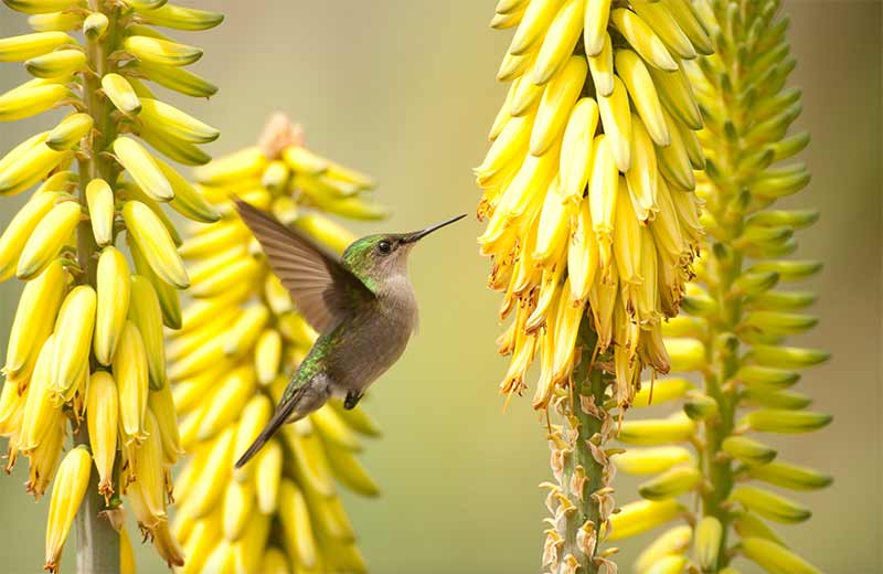 Antillean crested hummingbird (Orthorhyncus cristatus) by Rostislav Stach (SHAPE/DCNA)-