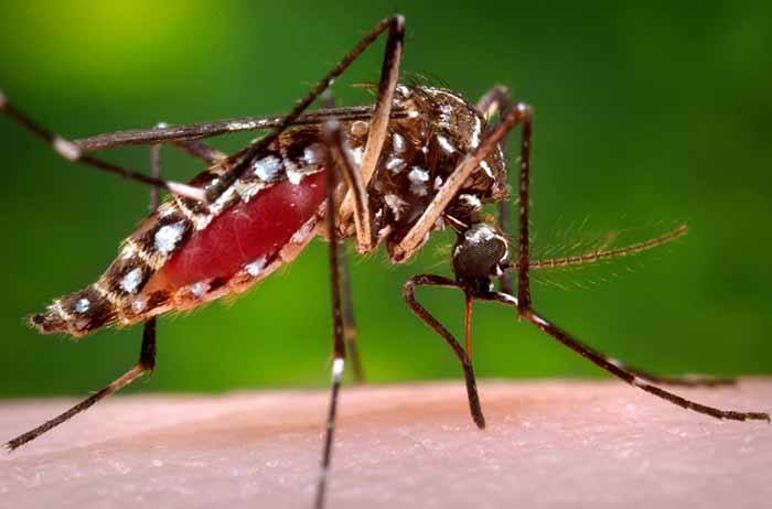 Preventing Dengue, Chikungunya, and Zika