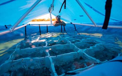 Coral Seeding – Restoring Coral Reefs in the Caribbean