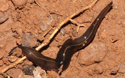 “Team Snail” Finds Invasive Land Flatworm on Bonaire
