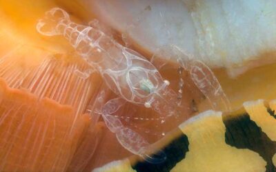 Discovering the Secret Lives of Shrimp