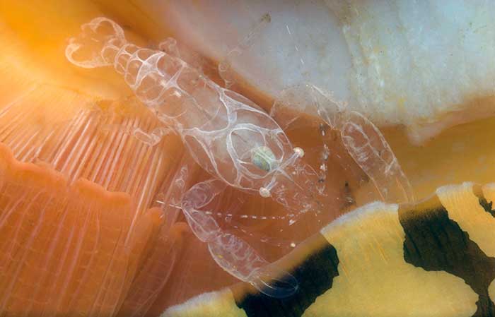 Palaemonidae shrimp (Pontonia manningi) - Photo credit: Charles Fransen- all rights reserved.